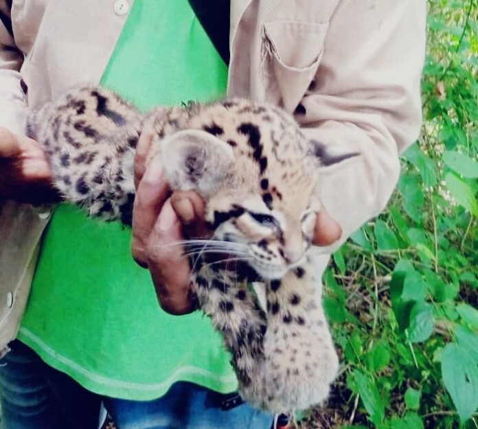 El cachorro de jaguar liberado en la Reserva Natural Protectora Montes de Oca.